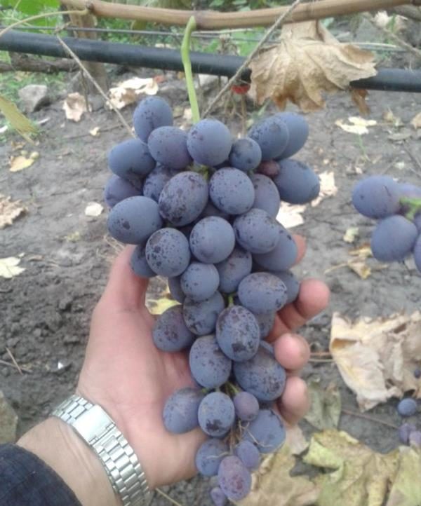 Кракен ссылка замена
