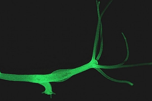 Kraken актуальные зеркала krakentor site