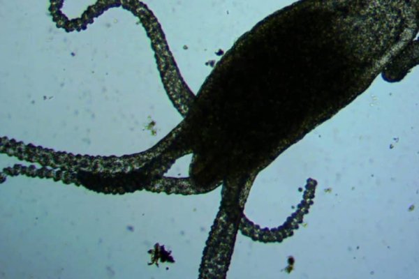 Кракен сайт вход официальный зеркало