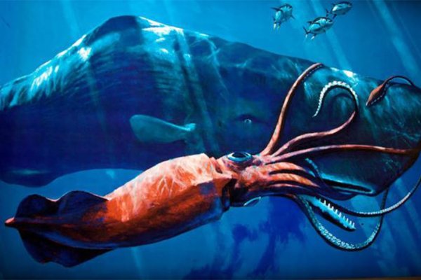 Где купить наркоты